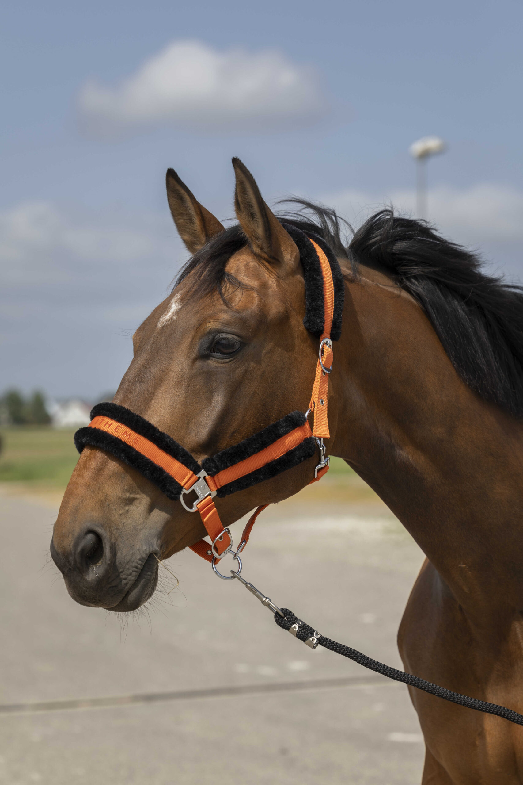 EQUITHEME Mouton nylon grime orange/sort cob size