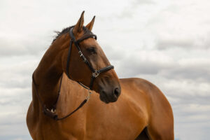 NORTON Træktov standard brun