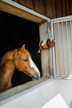 HIPPOTONIC Honningbi legetøj