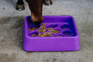 HIPPOTONIC Grad‑dual foderstation lilla