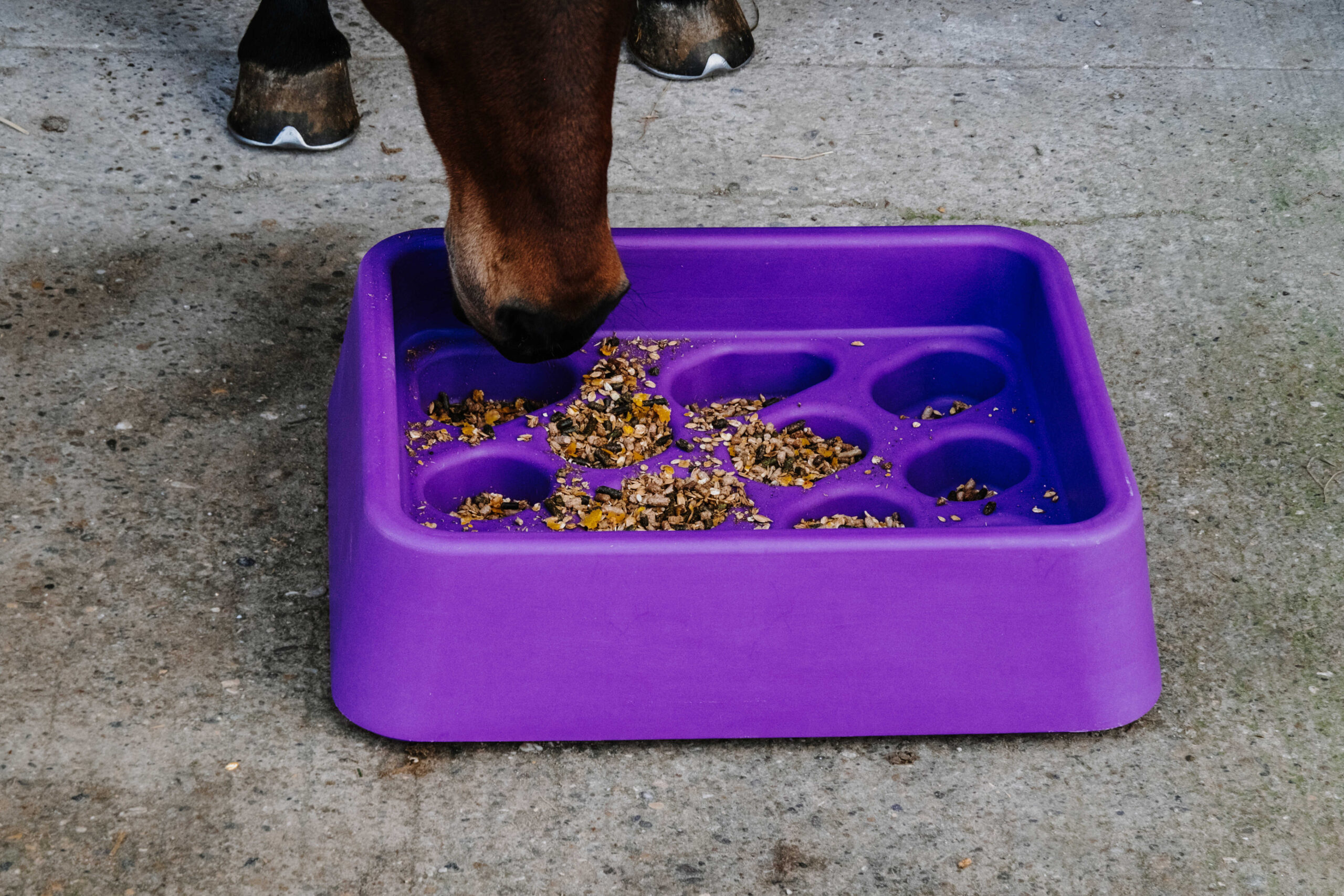 HIPPOTONIC Grad‑dual foderstation lilla