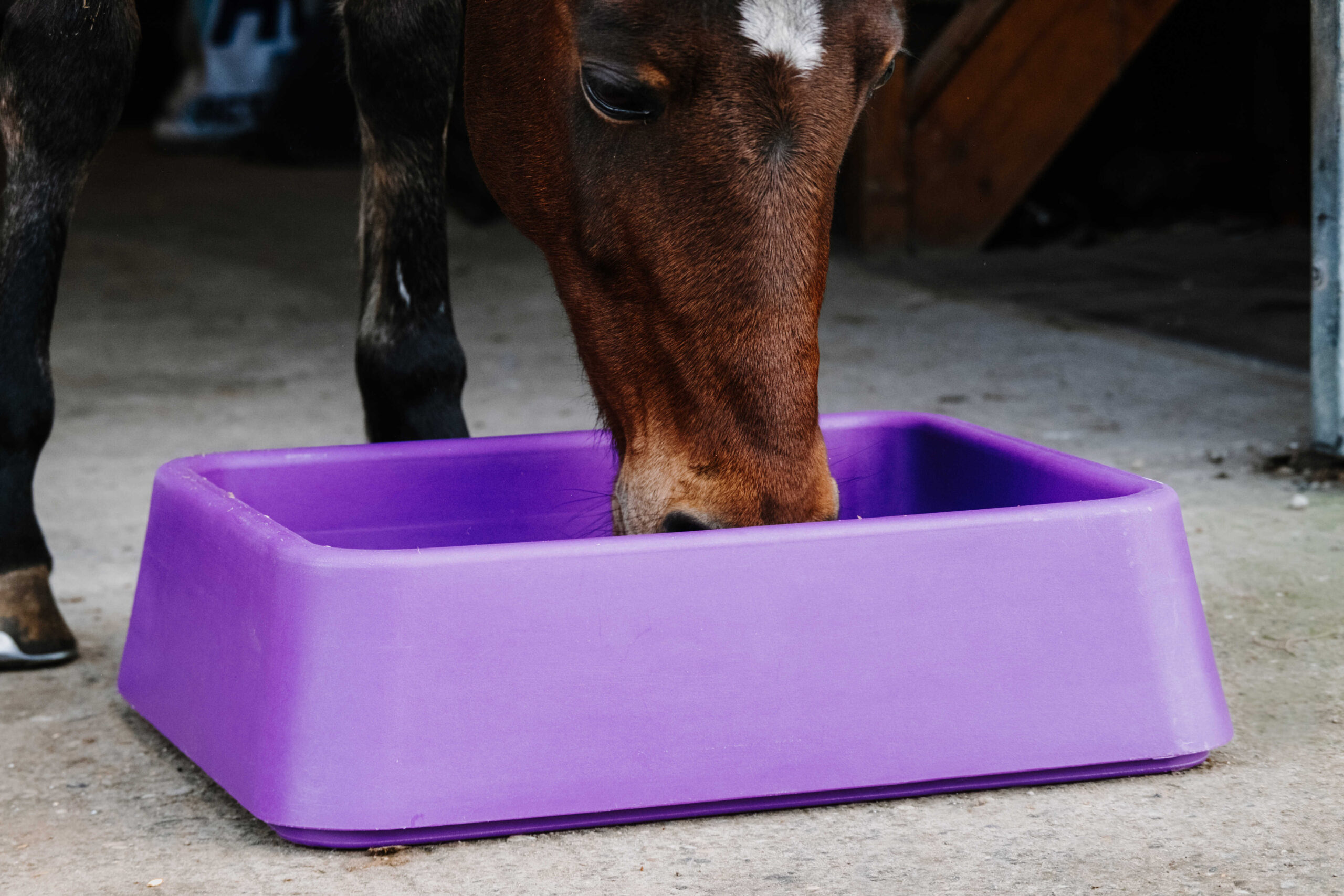 HIPPOTONIC Grad‑dual foderstation lilla - Billede 2