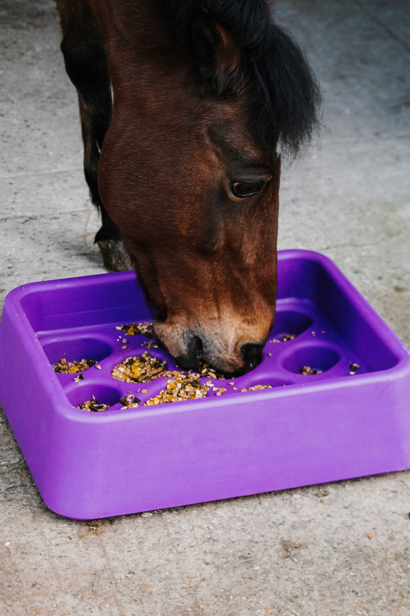 HIPPOTONIC Grad‑dual foderstation lilla - Billede 3