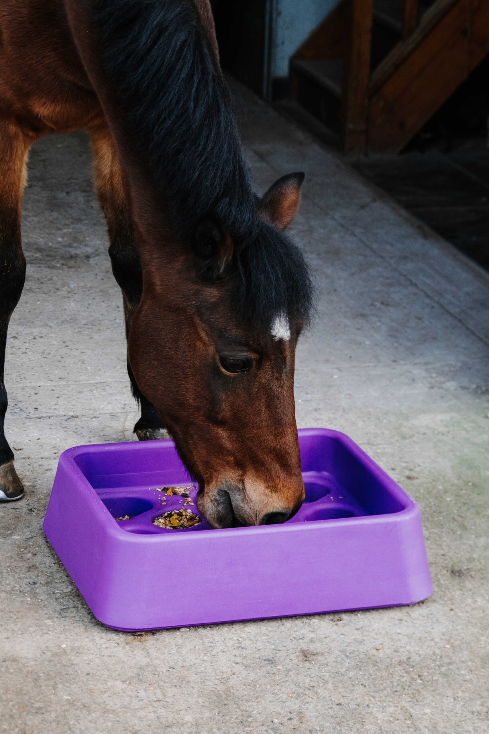 HIPPOTONIC Grad‑dual foderstation lilla - Billede 4